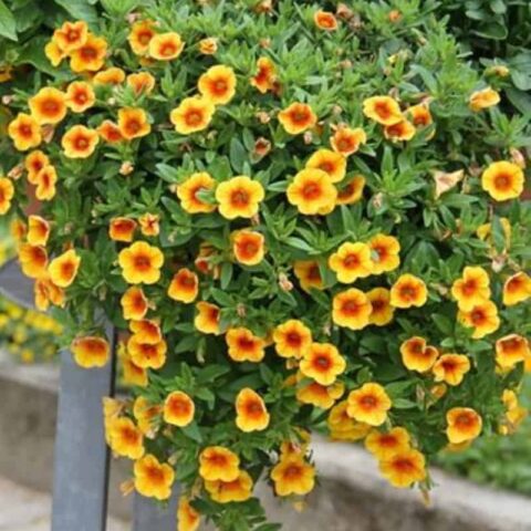 Trailing 'mini petunia' Calita®Compact Selection